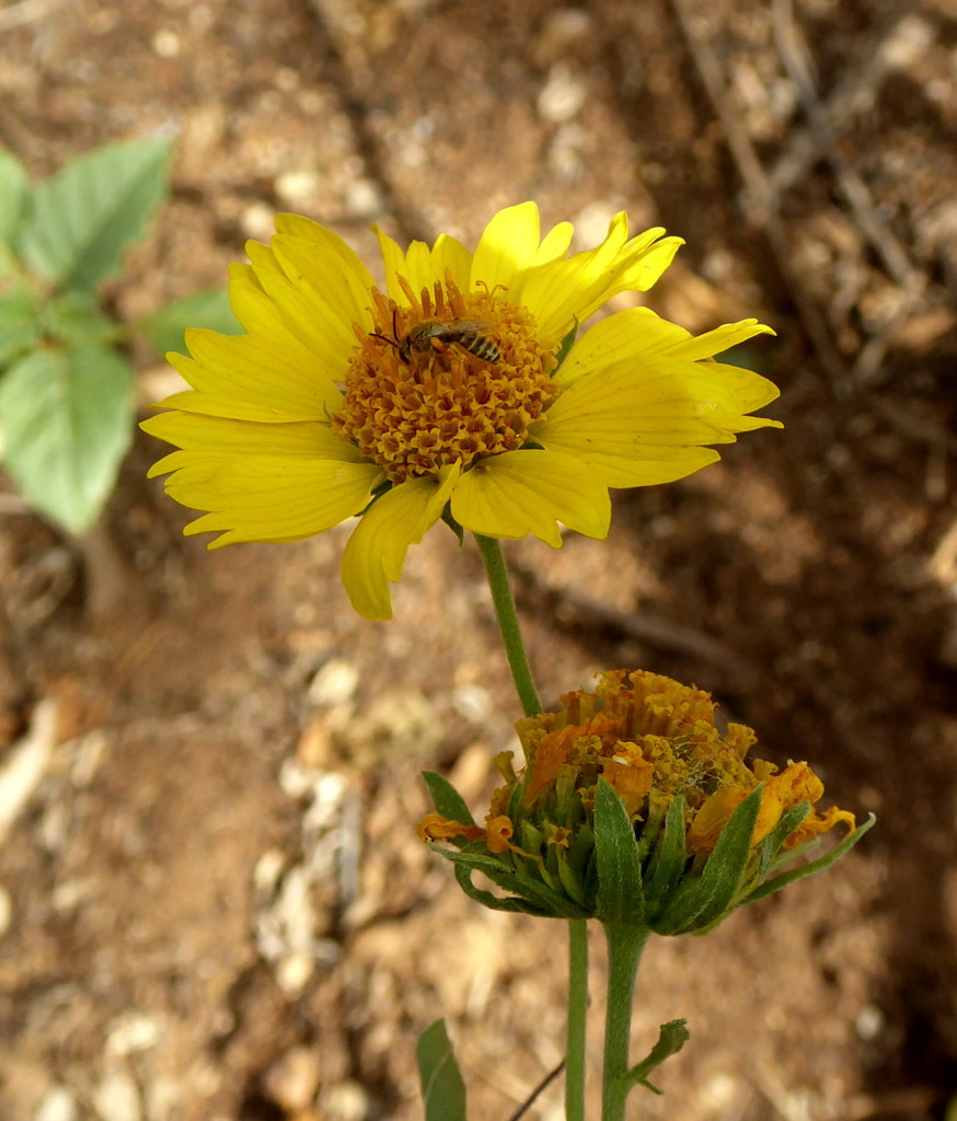 cowpen daisy (Maricopa Native Seed Library) · iNaturalist