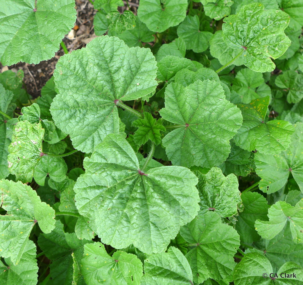 Mallows from Blossom Valley, Mountain View, California, USA on April 7