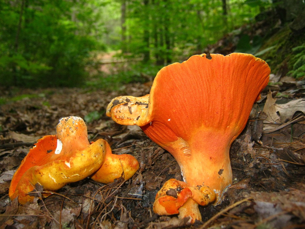 lobster mushroom (A Field Guide To Edible Mushrooms In Ontario