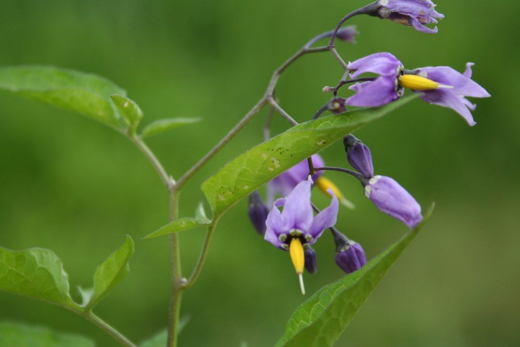 bittersweet nightshade (Washington Olympic Peninsula) · iNaturalist