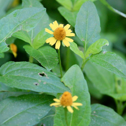 Tripa de Pollo (Acmella repens) · NaturaLista Mexico