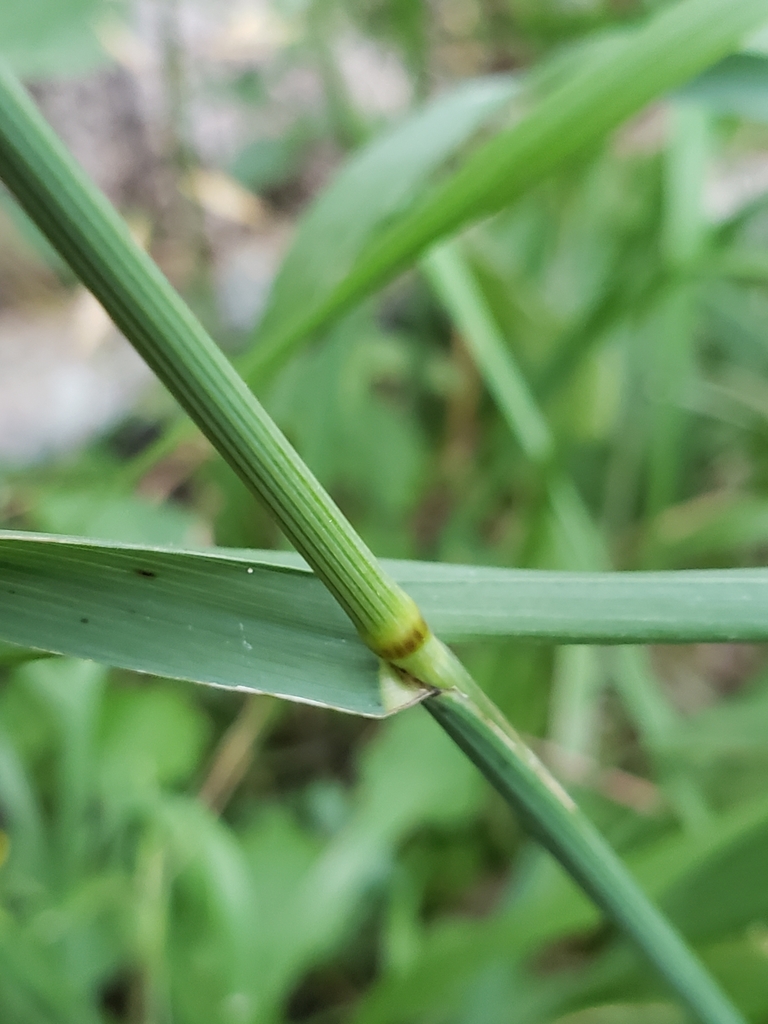 Arkansas Grasses at Jared Davis blog