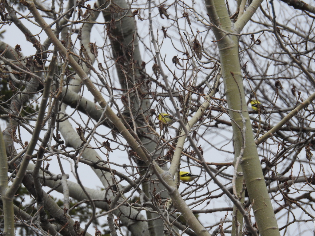 American Goldfinch from Howie Center, Cape Breton Regional Municipality