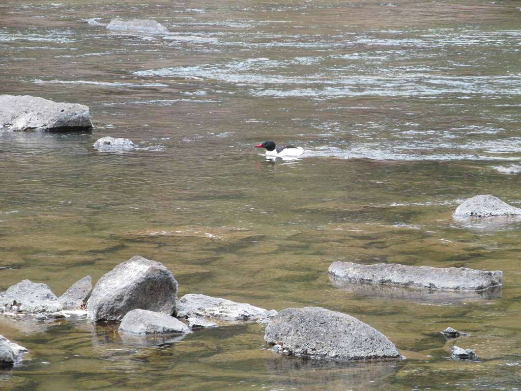 Common Merganser from Orchard District, Bend, OR 97701, USA on August