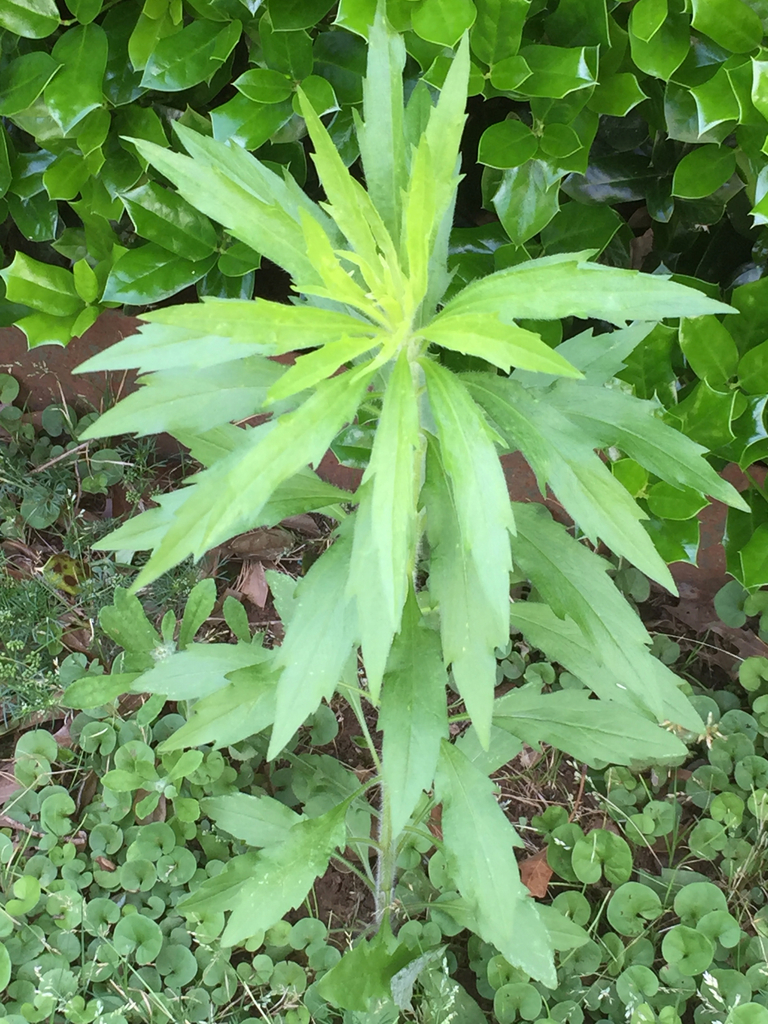 Canadian Horseweed (Plants of Lathrop State Park) · iNaturalist