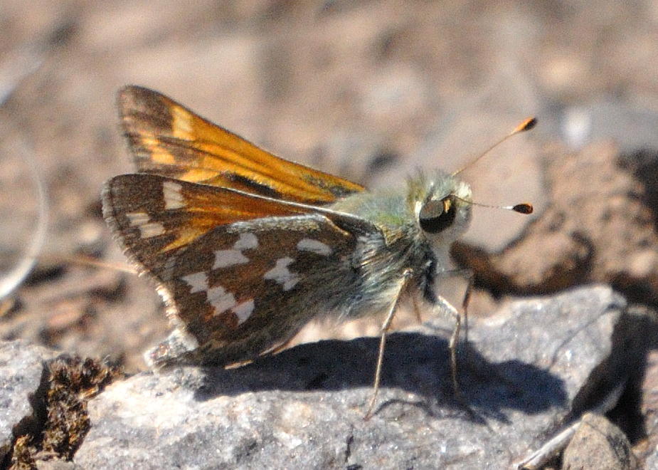 Juba Skipper from Horseshoe Ranch Wildlife Area, Copco Rd, Hornbrook