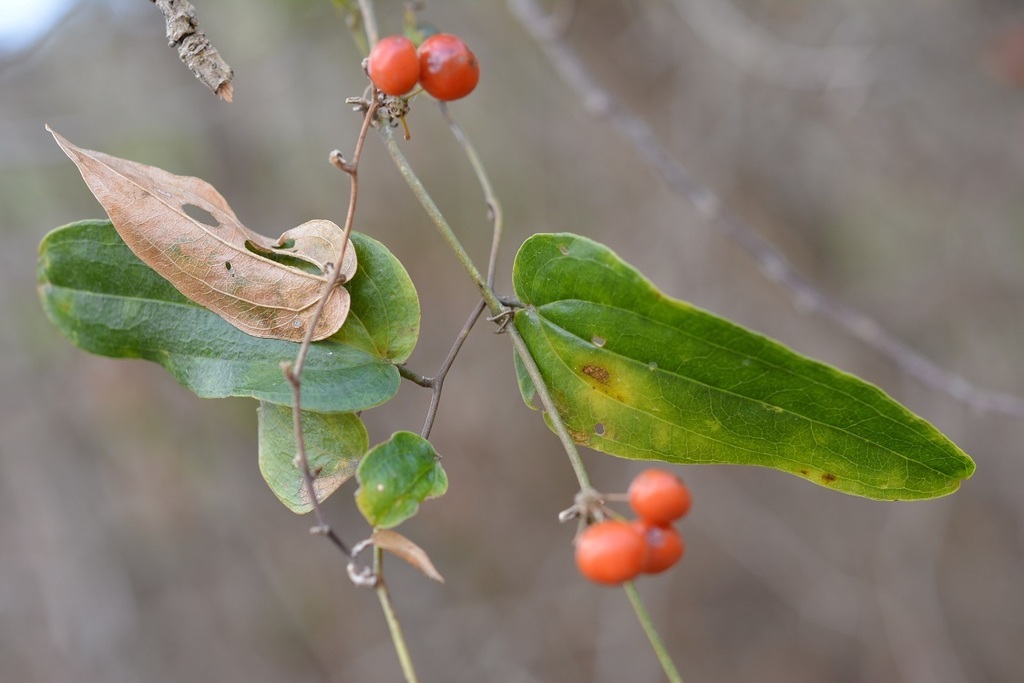 cocolmeca (Plantas medicinales de Guatemala) · BioDiversity4All