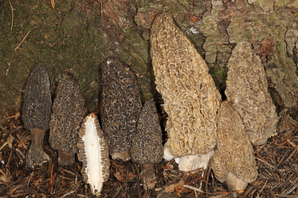 Gray Morel from Pittsburgh, Pennsylvania, USA on June 25, 2019 by John