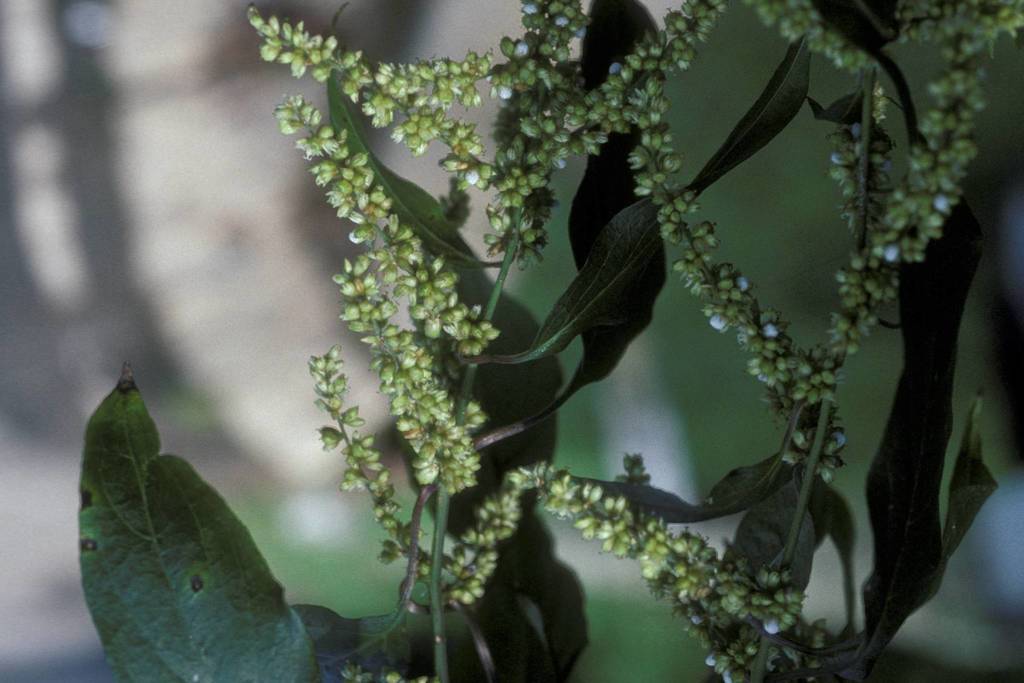 bejuco de agua (Bejucos y plantas trepadoras comunes de Puerto Rico e