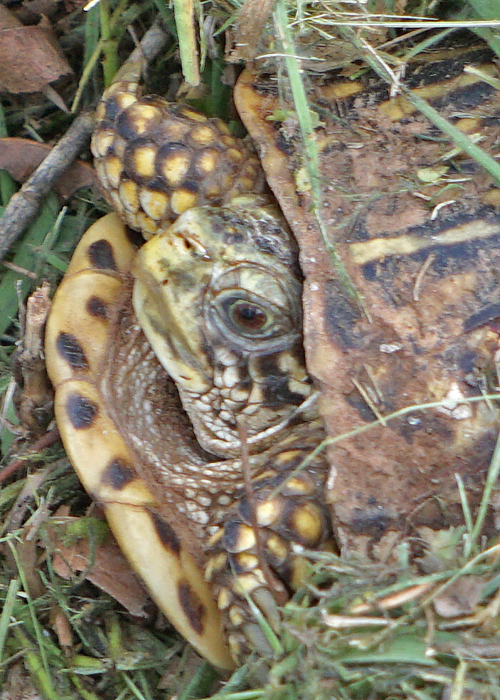 Plains Box Turtle from Colonial Estates Park, Norman, OK 73071, USA on