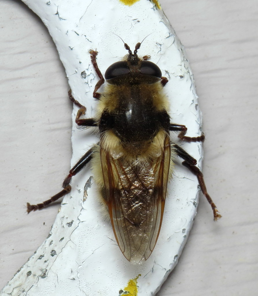 Hairycheeked Bumble Fly from Western Ave, Easton, MA, USA on April 16