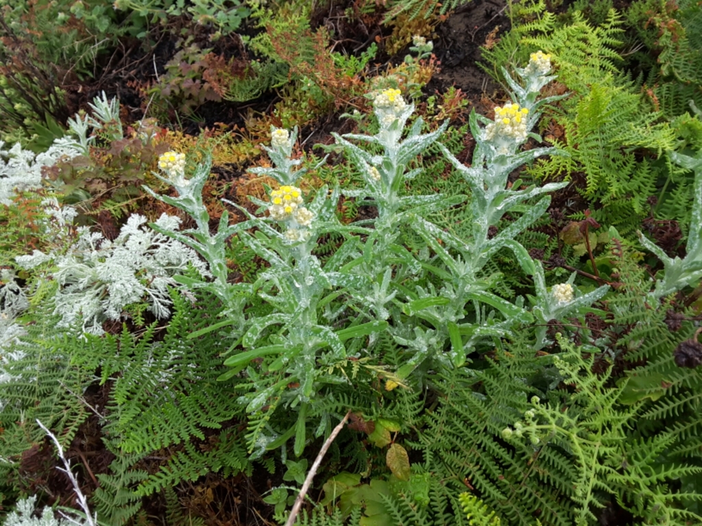 Cottonbatting Plant (Carpinteria Salt Marsh Reserve, CaliforniaPlants