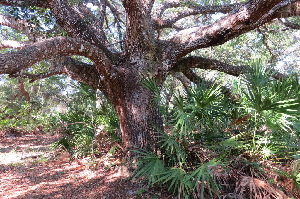 southern live oak from Hickey Creek Mitigation Park, Alva, FL 33920