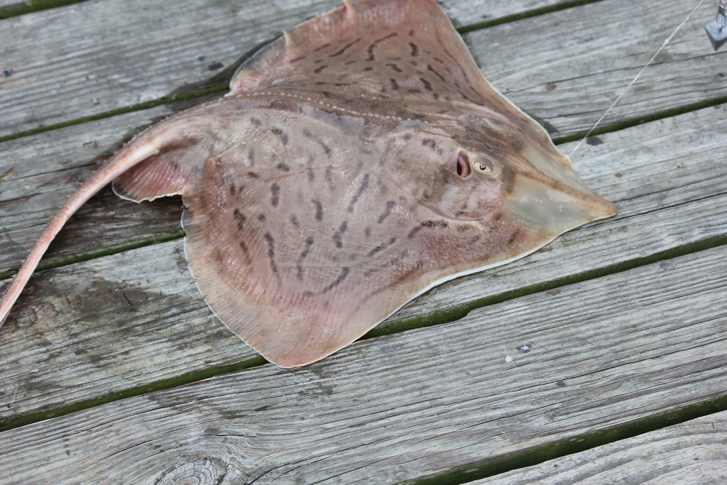 Clearnose Skate (Fishes of Maryland) · BioDiversity4All