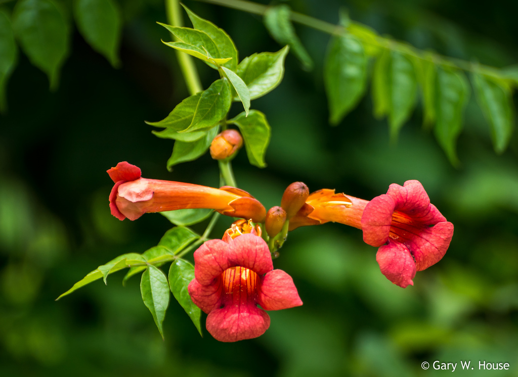 American trumpet vine (Arkansas, Saline) · iNaturalist