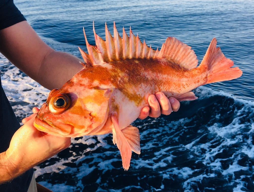 copper rockfish (Gwaii Haanas Kelp Forest & Rocky Reef Project (a MLNEP