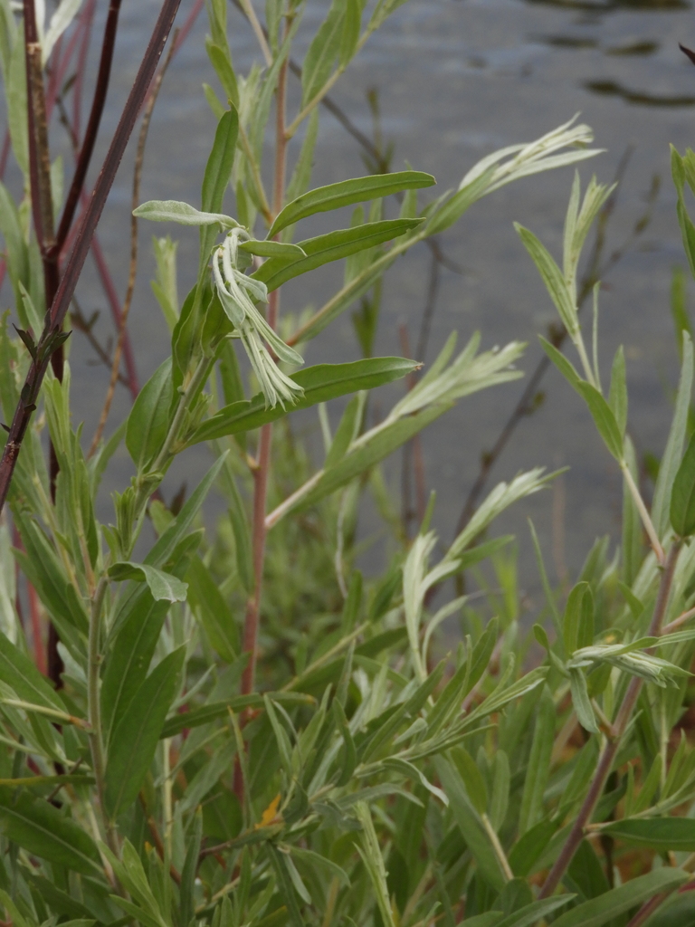 Coyote Willow (Plants of Rosewood Nature Study Area) · iNaturalist