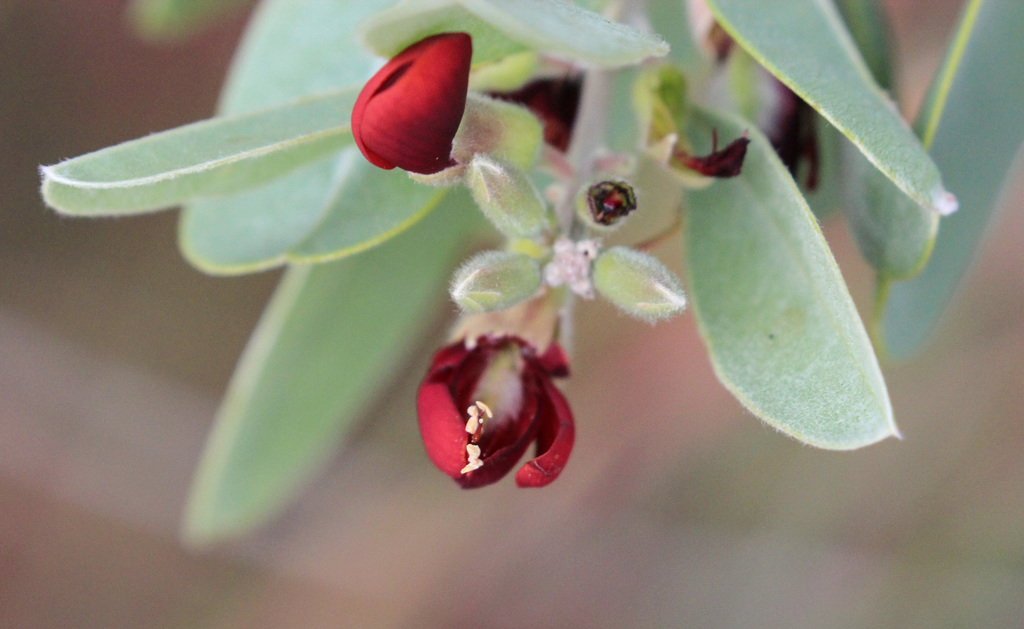 Heart Leaf Poison (Plants of Yourka Bush Heritage Reserve