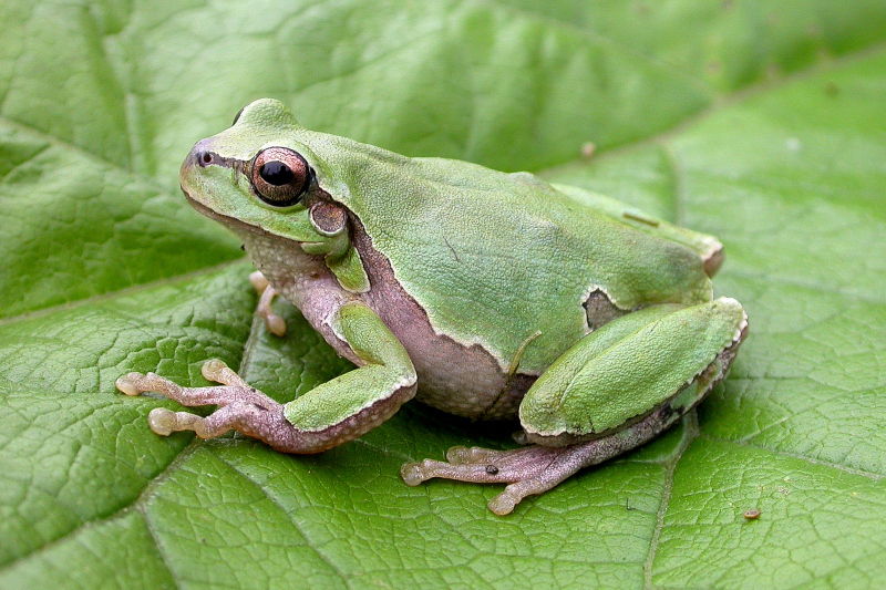 Eastern Tree Frog (Herptofauna of Lesvos) · iNaturalist