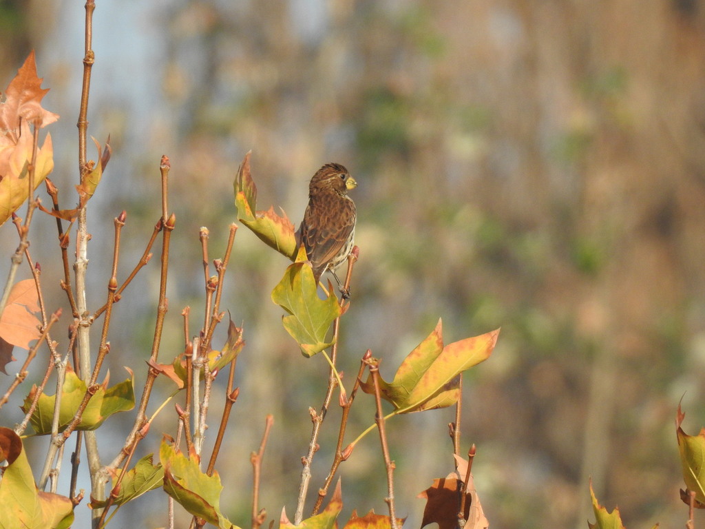 Grosbeak Weaver from Delta Park dam, Blairgowrie, Johannesburg on May