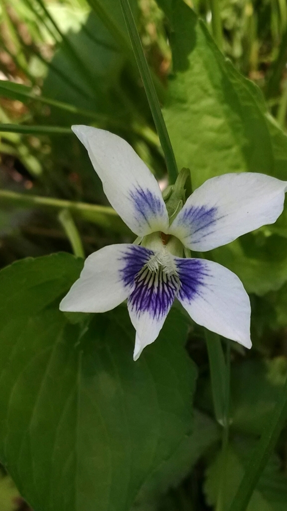 Confederate violet from Bunker Hill North Flatwoods, Niles, IL, USA on