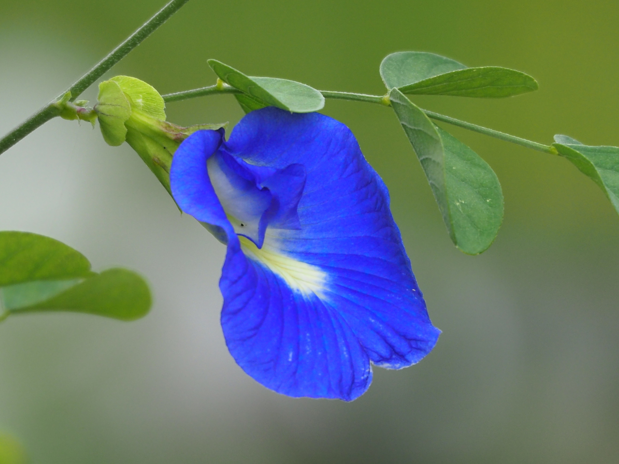 butterfly pea flower plant nz Shanita Ketchum