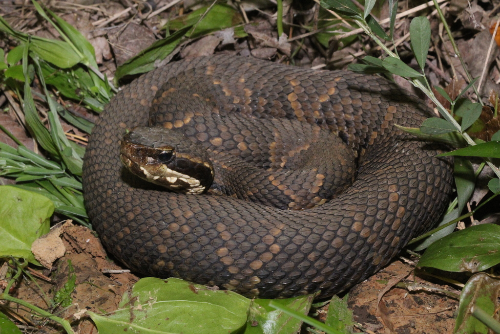 Northern Cottonmouth (Snakes of Katy Texas) · iNaturalist