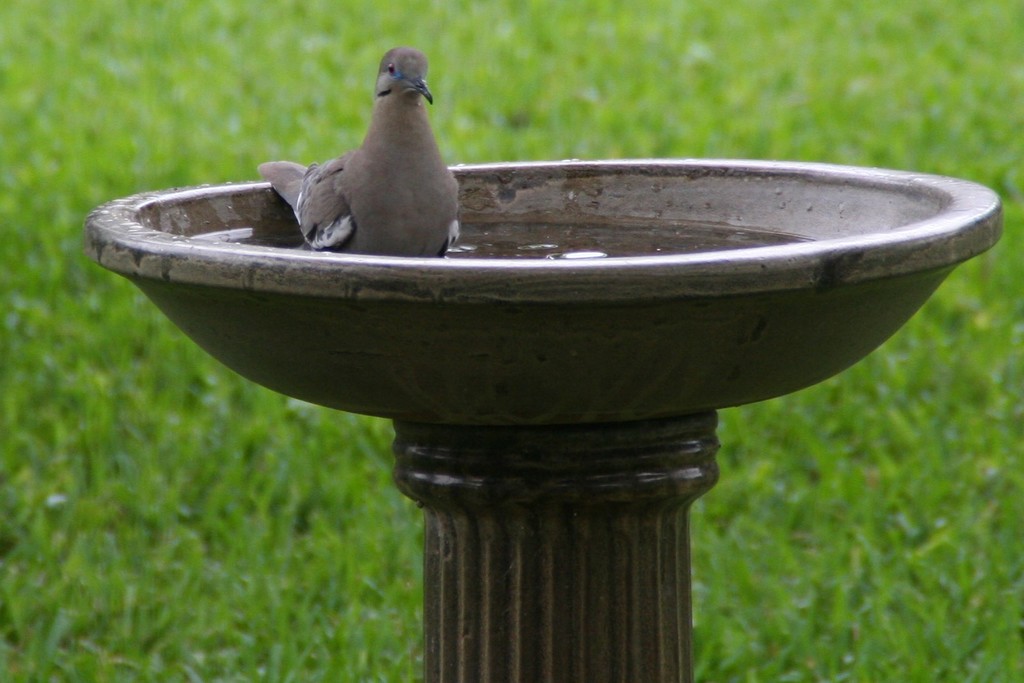 Whitewinged Dove from Lexington Woods North, Spring, TX 77373, USA on