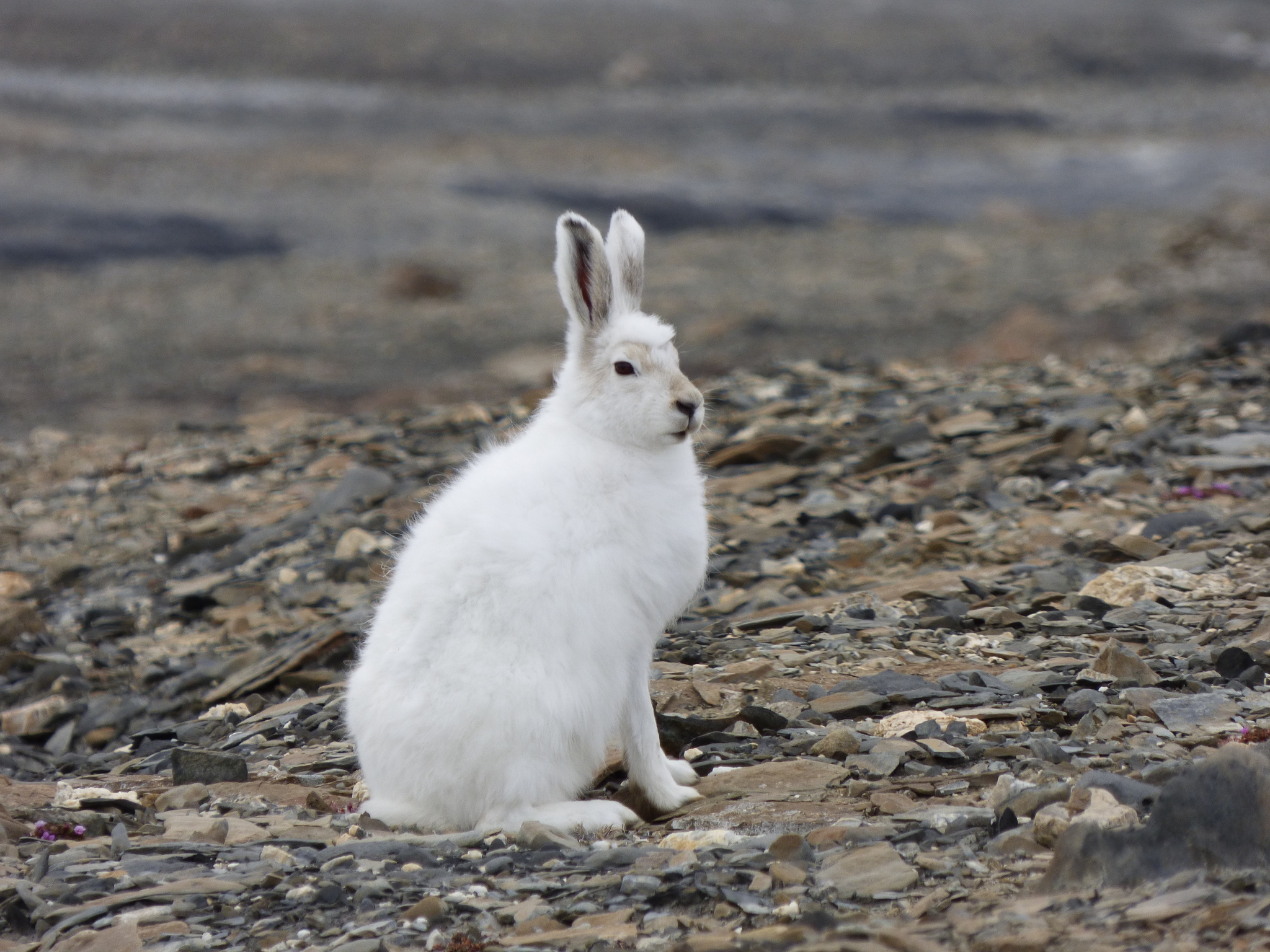 Arctic Tundra Hare
