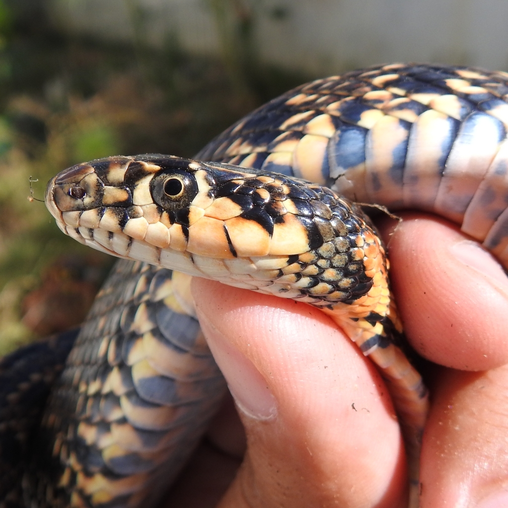 Horseshoe Whip Snake from Sobreda, Portugal on June 03, 2020 at 0501