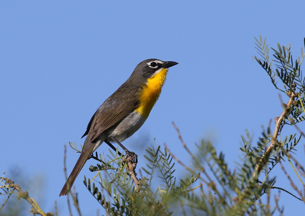 Yellowbreasted Chat (Birds of Cincinnati) · NaturaLista Mexico