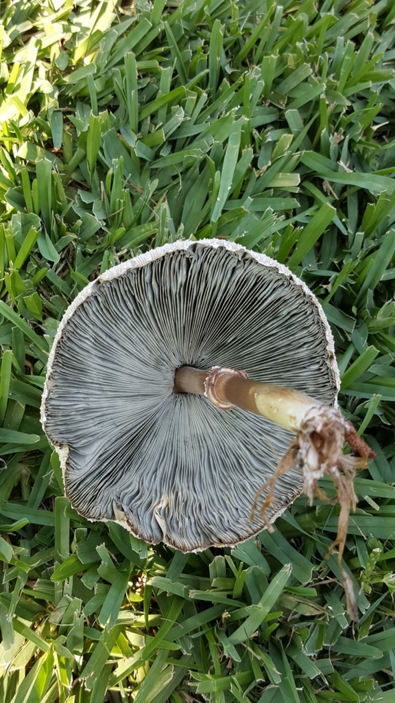 greenspored parasol (Effie Yeaw Nature Center Trail Guide ) · iNaturalist