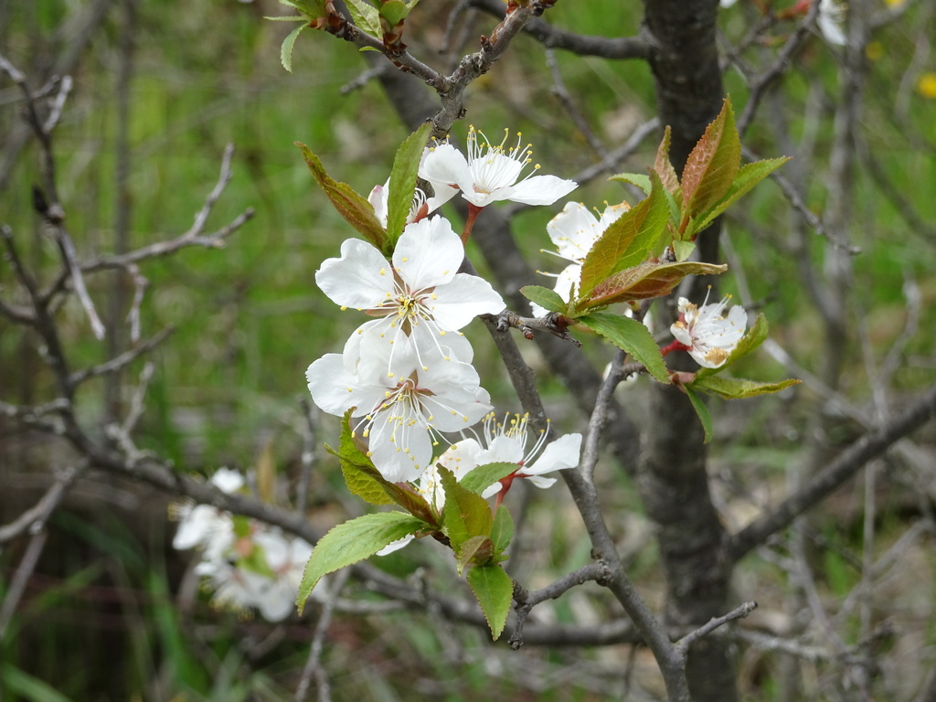 Canada Plum (Trees of Massachusetts) · iNaturalist