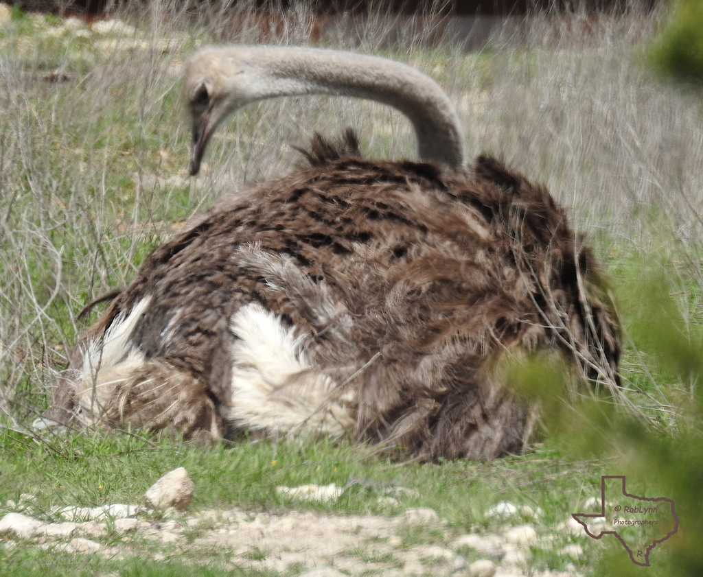 Common Ostrich from 2299 Co Rd 2008, Glen Rose, TX 76043, USA on March