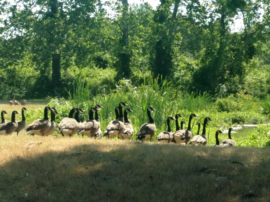 Canada Goose from Garden Court, Federalsburg, MD 21632, USA on June 14