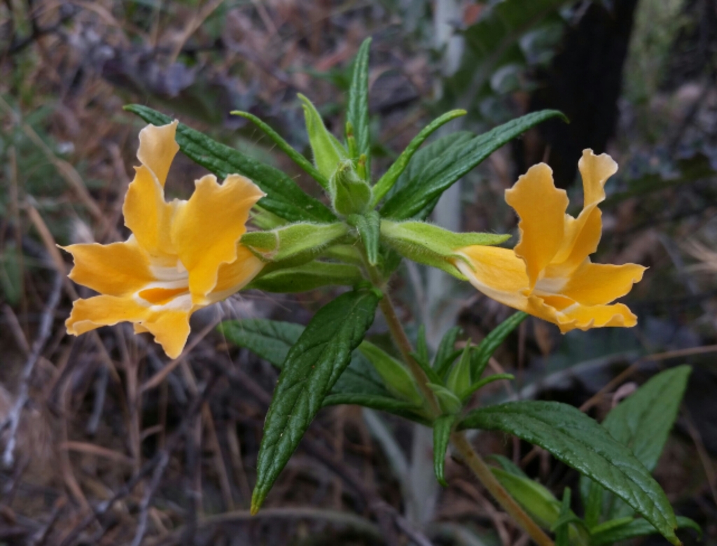 southern bush monkeyflower (Flowering Plants of UCLA) · BioDiversity4All