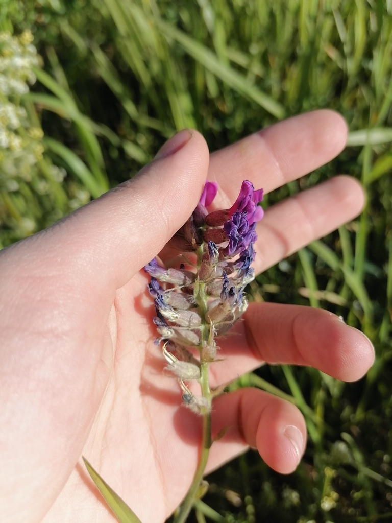 Showy Locoweed from Искитимский район on June 14, 2020 at 0627 PM by