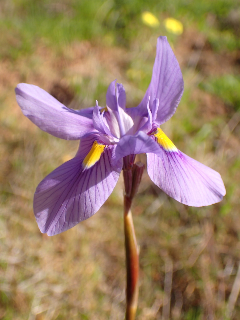 irises and allies from Santa Barbara County, CA, USA on February 20