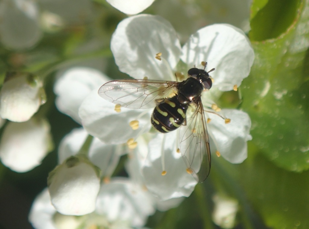 Boreal Conifer Fly (Fiftyfive Fabulous Fundy Flower Flies An intro to