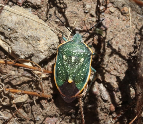 Web spanish translation chinche find more words! (m) larry needed to hire an exterminator because there were so many stink. Say's Stink Bug (Chlorochroa sayi) · iNaturalist