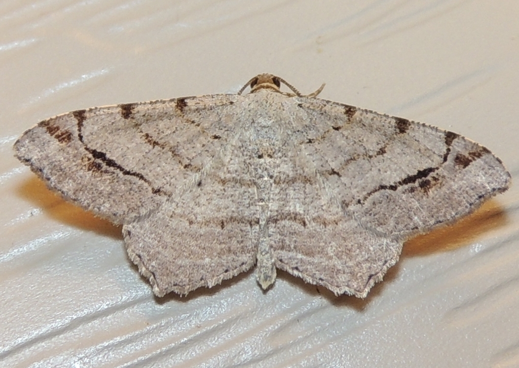 Woody Angle (David Fine & Jim Troubridge's Key Largo Species List