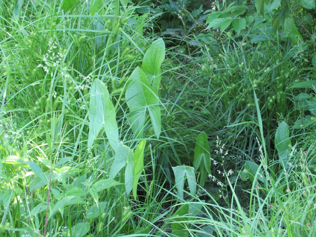 broadleaf arrowhead from Warren County, OH, USA on June 7, 2020 at 1039 AM by Dave Woehr