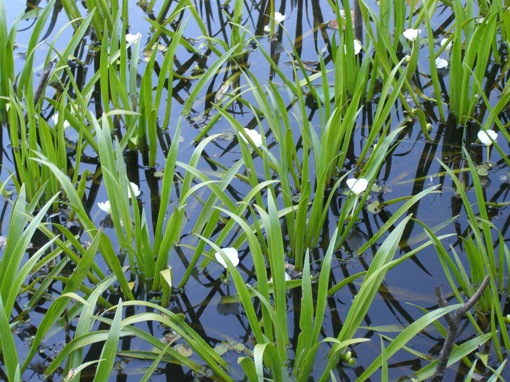 Watersoldier (Aquatic Invasive Species in Alberta) · iNaturalist