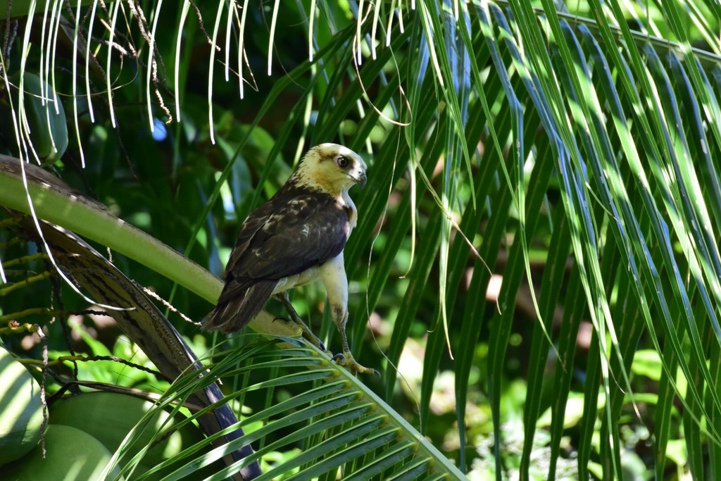 Hawaiian Hawk in September 2016 by Durrell D. Kapan · iNaturalist United Kingdom