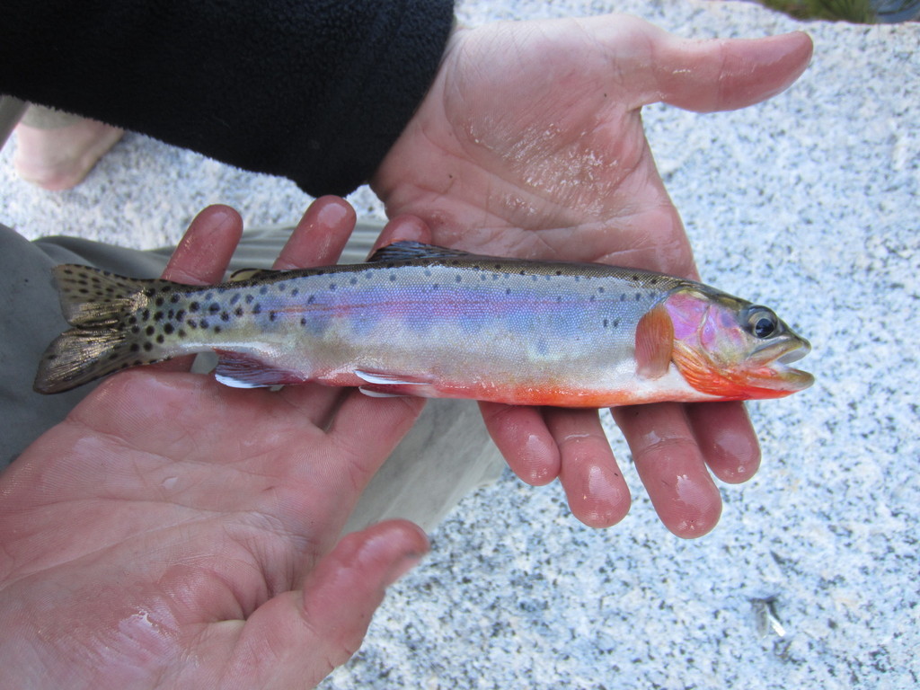 Cutthroat Trout from Fresno County, CA, USA on July 27, 2011 at 0717