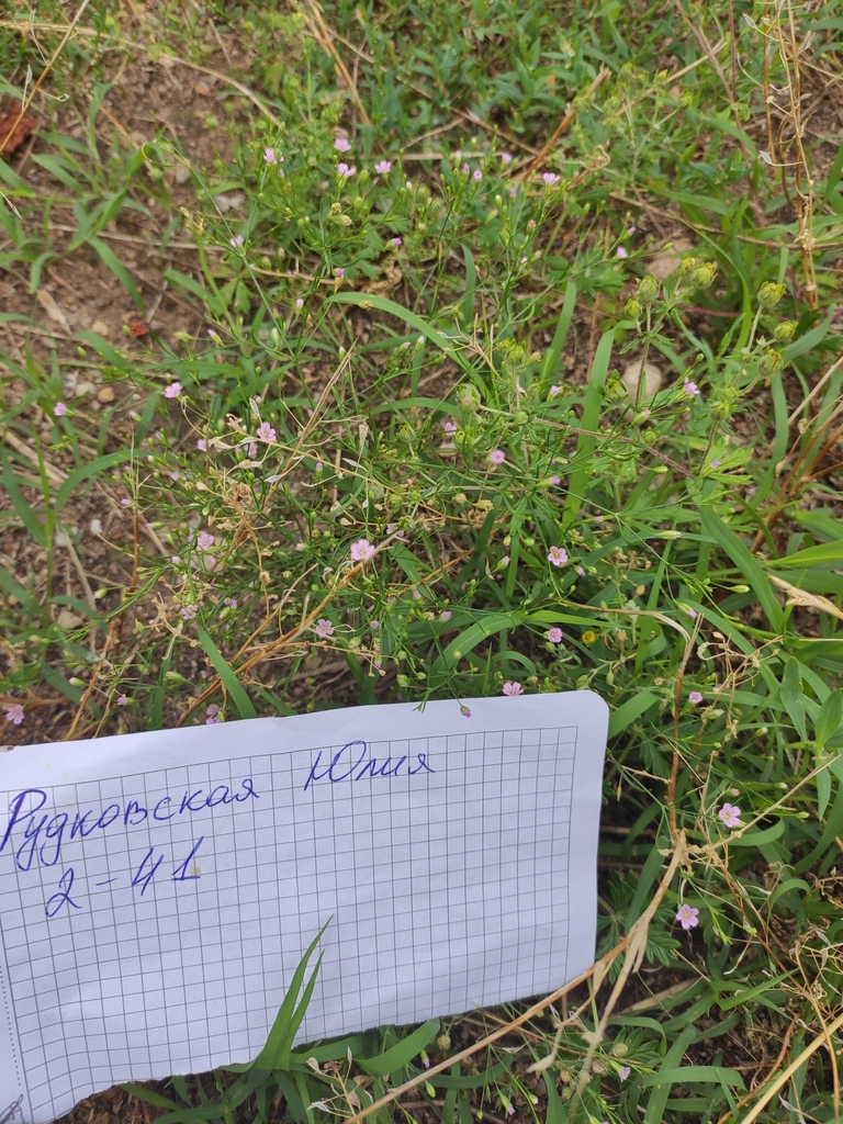 Low Baby'sbreath from Слепянка, Минск, Беларусь on July 03, 2020 at 04