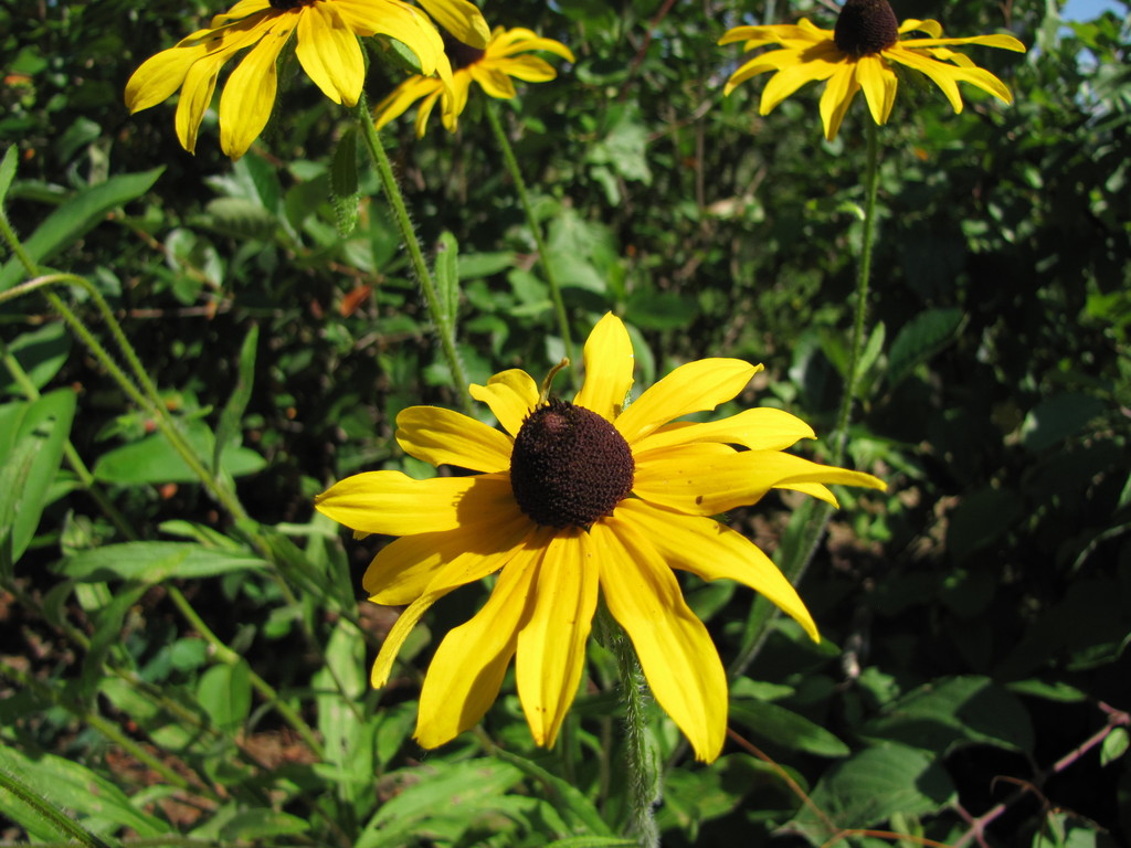 blackeyed Susans and coneflowers (Asteraceae (Aster) of the Pacific