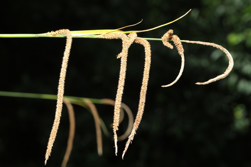 Hanging sedge from Camp Hill, School Lane, Woolton, Liverpool