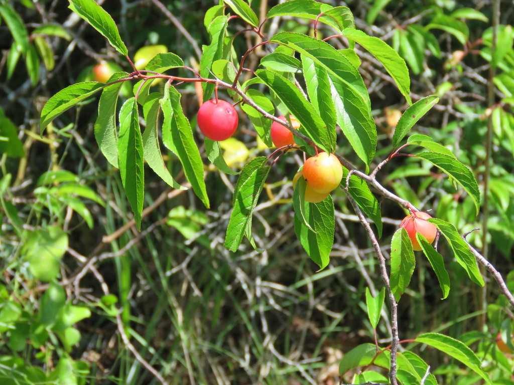Chickasaw plum (Nash Prairie Plants List) · iNaturalist