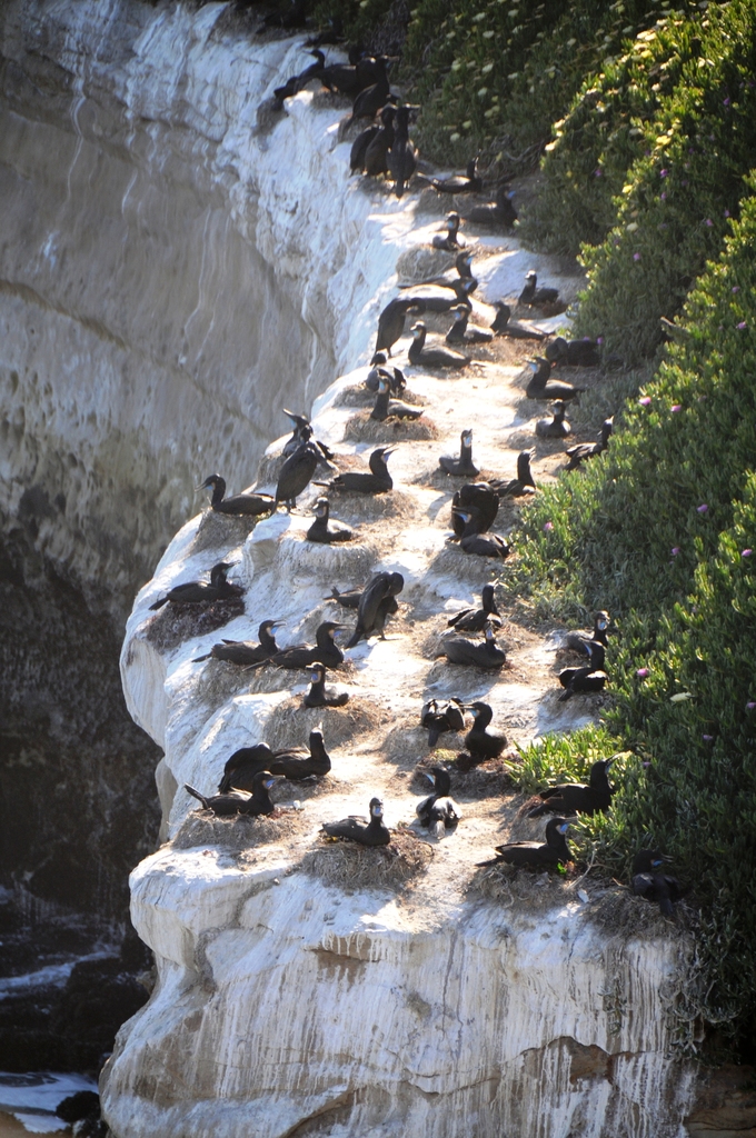 Brandt's Cormorant from Santa Cruz, CA, USA on April 28, 2020 at 0410